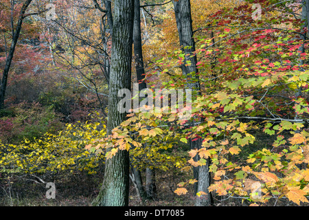 L'automne à Harriman State Park, État de New York par le lac Banque D'Images