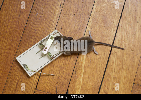 Dead mouse pris dans un piège sur un plancher de bois Banque D'Images