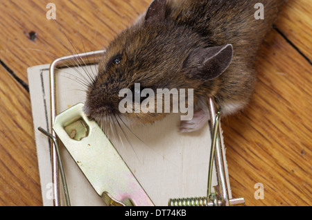 Gros plan d'une tête de souris morte pris dans un piège Banque D'Images