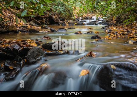 Les feuilles d'automne peignent les rives d'un ruisseau de montagne sous une canopée de Rhododendron près d'Asheville, en Caroline du Nord. (ÉTATS-UNIS) Banque D'Images