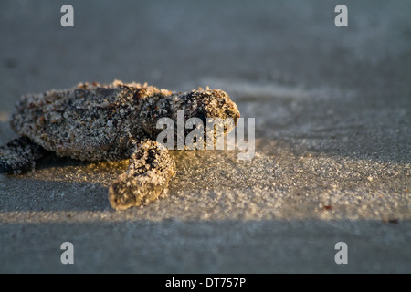 Bébé tortue de mer loggerhead (Caretta caretta). Banque D'Images
