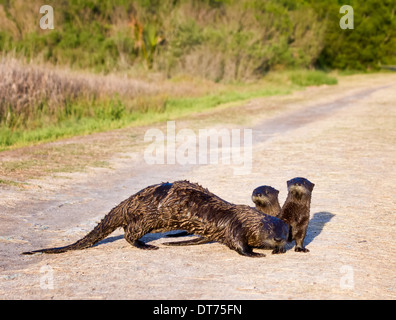 Nord-américain de la mère la loutre de rivière (Lontra canadensis) regardant la caméra avec ses bébés (kits) traversant un sentier. Banque D'Images