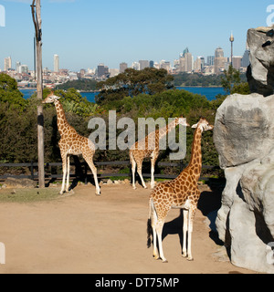 La fameuse girafes au Zoo de Taronga, avec l'horizon de Sydney, en Australie, en l'arrière-plan. Banque D'Images