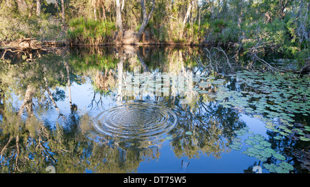 Bitter Springs Mataranka Territoire du Nord ces sources d'eau chaude sont une destination touristique populaire en Australie Banque D'Images