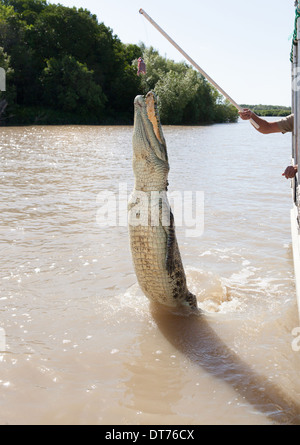 Les crocodiles ont appris à sauter pour la viande à Adelaide River Territoire du Nord Banque D'Images