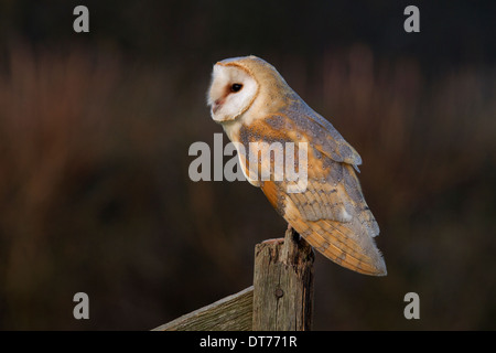 Effraie des clochers Tyto alba, perché sur une clôture Banque D'Images