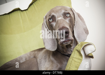 Un chien pedigree Braque de se prélasser sur une chaise. Banque D'Images