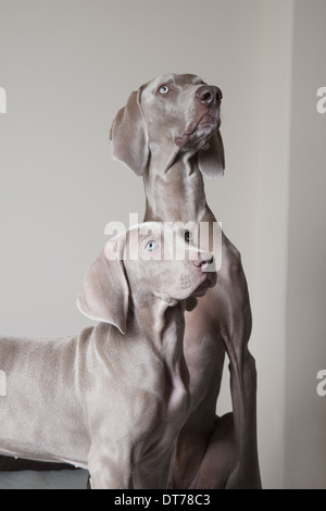 Un adulte braque de chien et un chiot. Deux chiens côte à côte jusqu'à la recherche. Banque D'Images