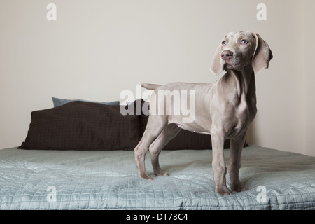 Un chiot braque debout sur un lit en regardant autour. Banque D'Images