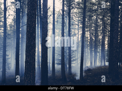 Une forêt contrôlée brûler, l'aménagement forestier durable pour la repousse de l'écosystème Banque D'Images