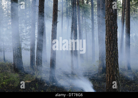 Une forêt contrôlée brûler, l'aménagement forestier durable pour la repousse de l'écosystème Banque D'Images