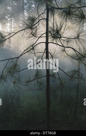 Une forêt contrôlée brûler, l'aménagement forestier durable pour la repousse de l'écosystème Banque D'Images