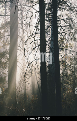 Une forêt contrôlée brûler, l'aménagement forestier durable pour la repousse de l'écosystème Banque D'Images