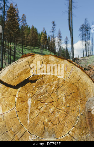 Couper des arbres de pin ponderosa dans la forêt brûlée récemment (à partir de l'incendie de la Montagne Table 2012), Okanogan-Wenatchee NF, près de Blewett Col Banque D'Images