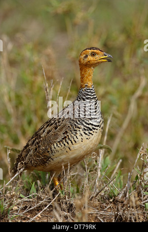 Francolin Coqui Peliperdix coqui, homme (ssp. hubbardi), Banque D'Images