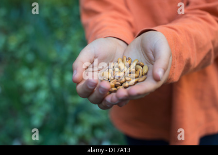 Un jeune garçon tenant une poignée de légumes secs. Banque D'Images