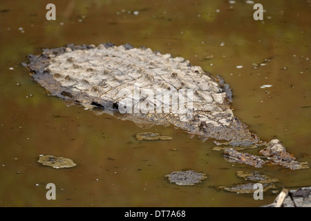 Le crocodile du Nil (Crocodylus niloticus), en partie sous l'eau ressemble à un tronc d'arbre Banque D'Images