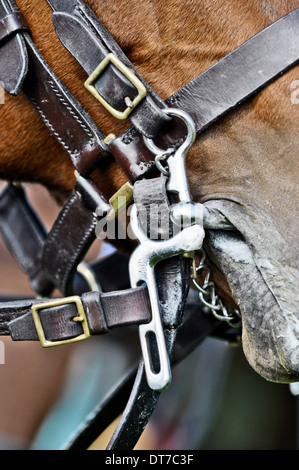 Gros plan d'une bouche du cheval avec un peu d'une bride sur le dessus du cuir brun headcollar Banque D'Images