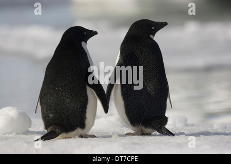 Les manchots Adélie côte à côte toucing palmes sur l'île Paulet Antarctique Antarctique île Paulet Banque D'Images