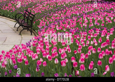 Central Park à New York tulipes par un banc vide New York USA Banque D'Images