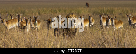 L'African Lion et Duba Plains cobes lechwes Botswana Botswana Chobe National Park Banque D'Images