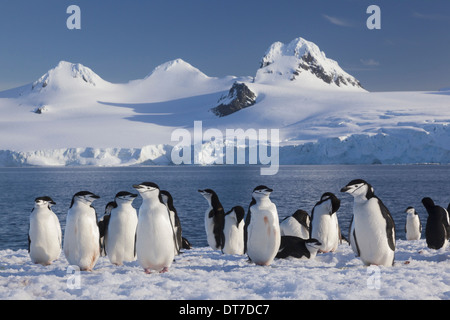 Gamla sur Half Moon Island dans les îles Shetland du Sud Antarctique Half Moon Island Îles Shetland du Sud Banque D'Images