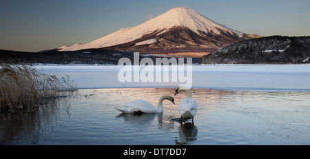 Une paire de cygnes tuberculés dans le lac Kawaguchi perturber la réflexion de Mt Fuji Japon Japon Lac Kawakguchi Banque D'Images