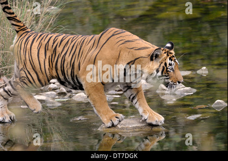 Tigre du Bengale (Panthera tigris tigris ) traversant une petite rivière, Ranthambhore national park, Rajastan, Inde. Banque D'Images