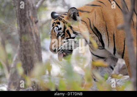Tigre du Bengale ( Panthera tigris tigris ) fhleming entre buissons, parc national de Ranthambhore, Rajastan, Inde. Banque D'Images