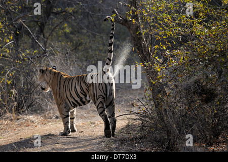 Tigre du Bengale (Panthera tigris tigris ) marquant son terrotory, Ranthambhore national park, Rajastan, Inde. Banque D'Images