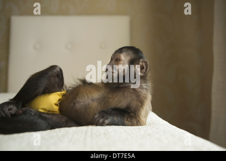 Un singe capucin couché sur un lit dans une branche accueil Austin Texas USA Banque D'Images