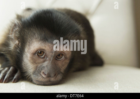 Un singe capucin dans une chambre couché sur un fauteuil rembourré à forlorn Austin Texas USA Banque D'Images