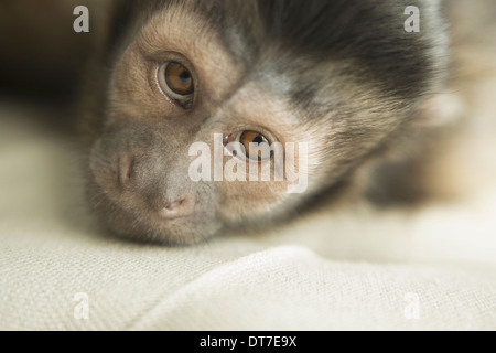 Un singe capucin dans une chambre couché sur un fauteuil rembourré à forlorn Austin Texas USA Banque D'Images