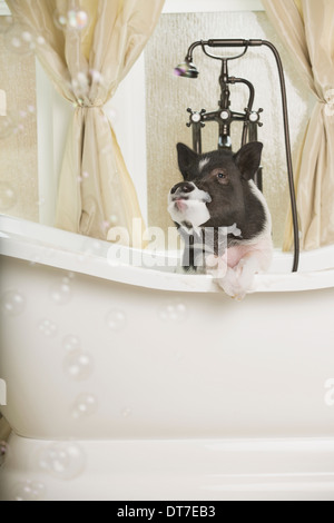 Un mini pot bellied pig dans une baignoire à la recherche à travers le rideau de douche Austin Texas USA Banque D'Images