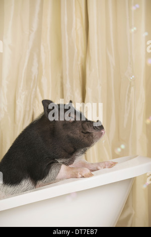 Un mini pot bellied pig dans une baignoire à la recherche à travers le rideau de douche Austin Texas USA Banque D'Images
