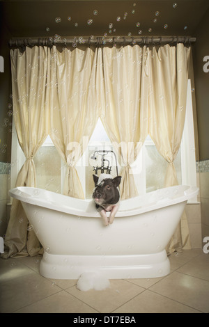 Un mini pot bellied pig dans une baignoire à la recherche à travers le rideau de douche Austin Texas USA Banque D'Images