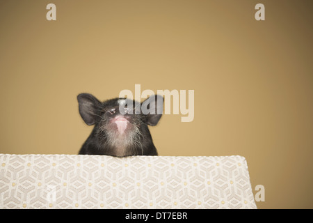 Un petit cochon sur sur le bord d'un lit dans une chambre intérieure Austin Texas USA Banque D'Images