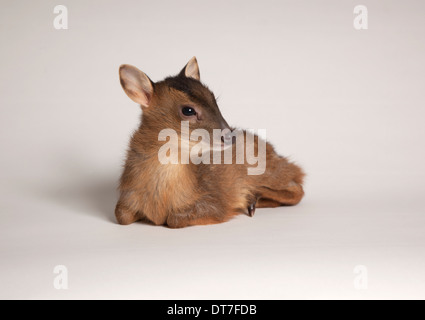 Cerfs muntjac juvéniles en studio Banque D'Images