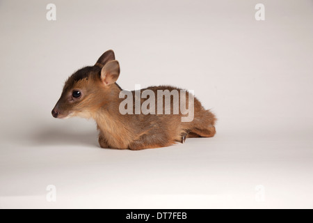 Cerfs muntjac juvéniles en studio Banque D'Images