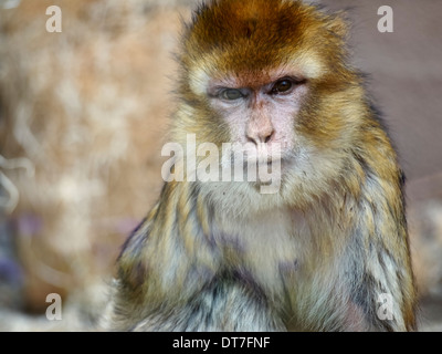 Macaque de barbarie derrière la vitre Banque D'Images