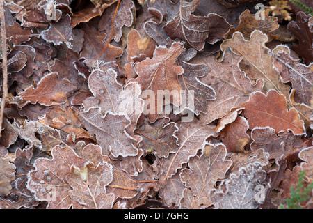 Feuille feuilles chêne gelés en hiver froid genre Quercus Banque D'Images