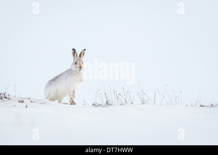 Scottish Lièvre variable (Lepus timidus) en pelage d'hiver, assis sur le paysage couvert de neige, Highlands, Scotland, UK Banque D'Images