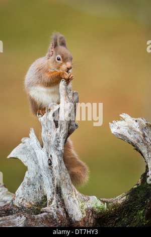 L'écureuil roux (Sciurus vulgaris) se nourrissent d'une Maisons en bois rond avec l'oreille d'hiver des touffes. Highlands, Ecosse, Royaume-Uni Banque D'Images