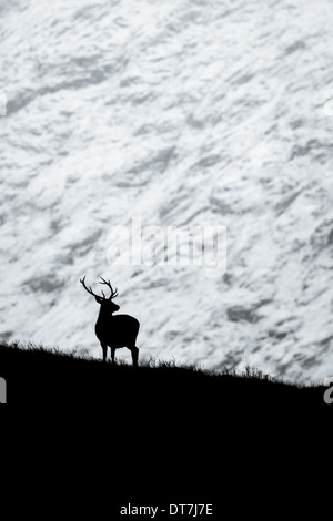 Red Deer cerf (Cervus elaphus) découpé sur une montagne enneigée converties en noir et blanc. Glen Etive, Glencoe, Highlands