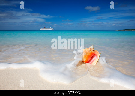 Plage de sable avec la reine des Caraïbes conque devant et cruise line navire sur l'horizon. Banque D'Images