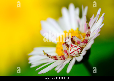 Araignée crabe sur jaune fleur blanche Banque D'Images