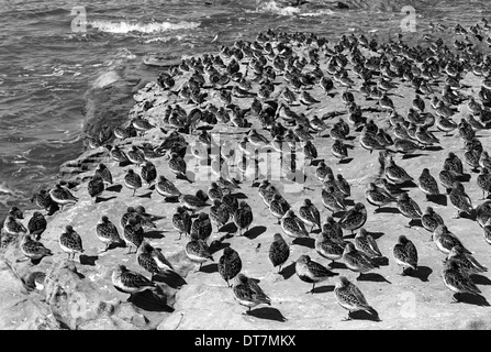 Le bécasseau variable à marée haute sur le petit Œil. Hilbre Island. Prises par Eric Hosking en 1948. Banque D'Images