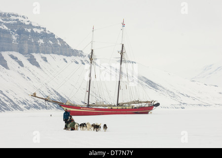 L'équipe de chien de traîneau de course le "Noorderlicht dans la glace de la hanche", Temple Fjord (Tempelfjorden), Spitzberg, archipel du Svalbard, Norvège Banque D'Images