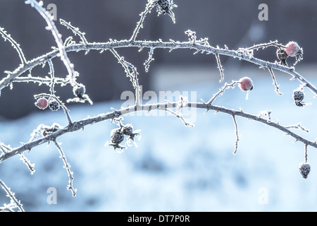 Photo de baies d'un dogrose dans l'après-midi d'hiver Banque D'Images