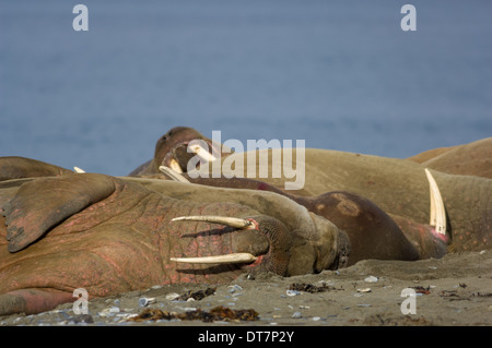 Groupe de morse (Odobenus rosmarus) la nuit chez un halage sur la plage de Prins Karls Forland, au large de l'archipel de Svalbard, Spitzberg, Norvège Banque D'Images